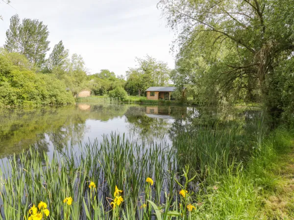 Willow, Dunchurch