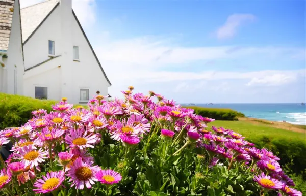 Roswidden on the cliff, Treyarnon Bay