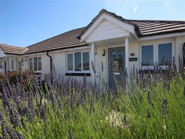 Lavender, Wadebridge